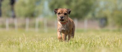 Border Terrier – dlaczego warto wybrać psa wyłącznie ze sprawdzonej hodowli?